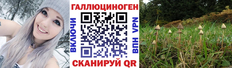 Псилоцибиновые грибы Psilocybe  Обнинск 